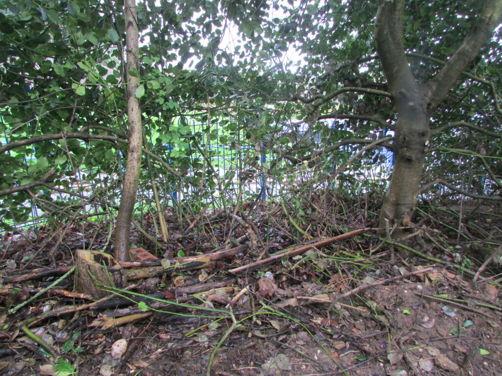 A 'before' photo of the Annie Lennard Primary School restoration project, showing uneven small tree stumps and and fallen branches