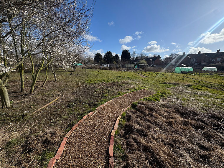 Brick pathway with woodchip leading into allotment plot with blue sky.